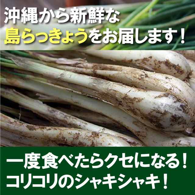 送料無料 沖縄県産 島らっきょう 1kg 500gｘ2束 沖縄 島ラッキョウの通販はau Pay マーケット 琉球フロントonlineshop