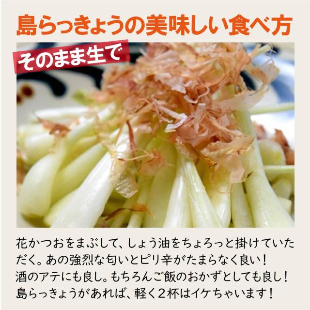 ★ご注文順に出荷中★ 沖縄県産 島らっきょう 4kg（500gｘ8束） 沖縄 島ラッキョウ_3