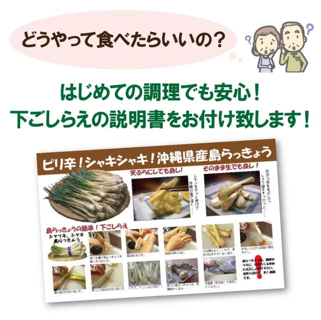 ★ご注文順に出荷中★ 沖縄県産 島らっきょう 4kg（500gｘ8束） 沖縄 島ラッキョウ_6