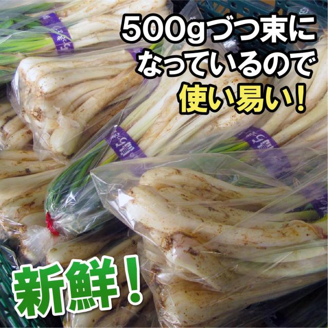 ★ご注文順に出荷中★ 沖縄県産 島らっきょう 4kg（500gｘ8束） 沖縄 島ラッキョウ_7