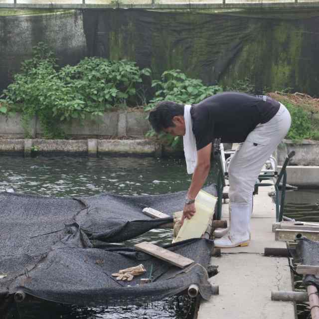 国産 浜松 ウナギ 鰻 蒲焼き かば焼き 調理 簡単調理 浜松・浜名湖