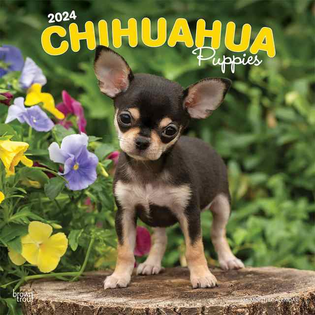 ブラウントラウト 2024年 子犬のチワワ カレンダー (Chihuahua Puppies