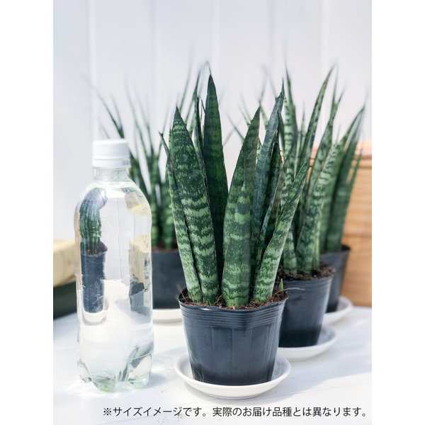 多肉植物 サンスベリア レディチャーム ミカドタイプ 3号ポット 育て方説明書付き Sansevieriaの通販はau Pay マーケット 観葉植物専門店 プランチュ