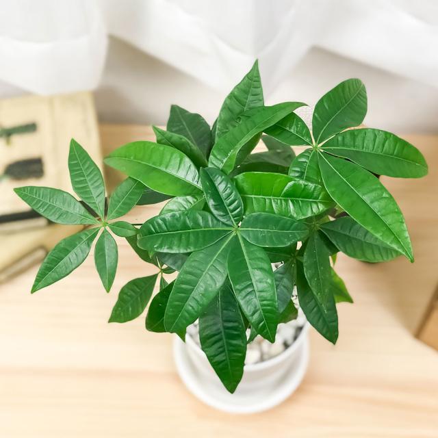 観葉植物 パキラ ネジリ 4号鉢 受け皿付き 育て方説明書付き Pachira Glabra 発財樹 実生の通販はau Pay マーケット 観葉植物専門店 プランチュ