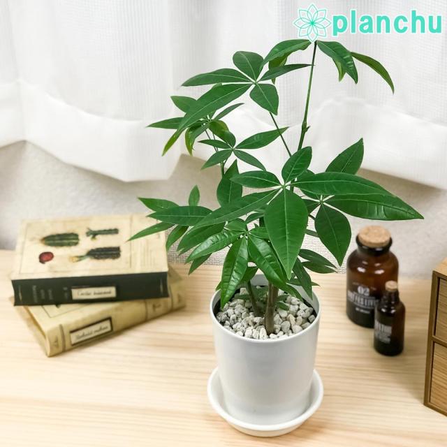 観葉植物 パキラ ストレート 4号鉢 受け皿付き 育て方説明書付き Pachira Glabra 発財樹 実生の通販はau Pay マーケット 観葉植物専門店 プランチュ