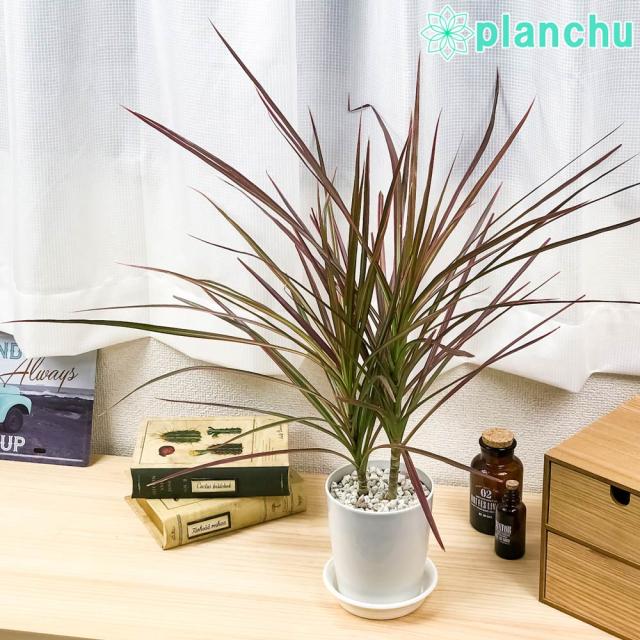 PLANCHU 観葉植物 ドラセナ マルギナータ レインボー 4号鉢 受け皿付き 育て方説明書付き Dracaena marginata ‘Rainbow’ 真実の木 マジナータ コンシンネ コンシナ 観葉植物