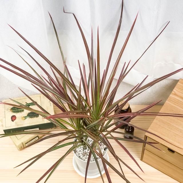 PLANCHU 観葉植物 ドラセナ マルギナータ レインボー 4号鉢 受け皿付き 育て方説明書付き Dracaena marginata ‘Rainbow’ 真実の木 マジナータ コンシンネ コンシナ 観葉植物