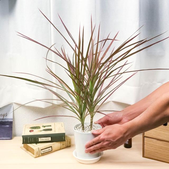 PLANCHU 観葉植物 ドラセナ マルギナータ レインボー 4号鉢 受け皿付き 育て方説明書付き Dracaena marginata ‘Rainbow’ 真実の木 マジナータ コンシンネ コンシナ 観葉植物