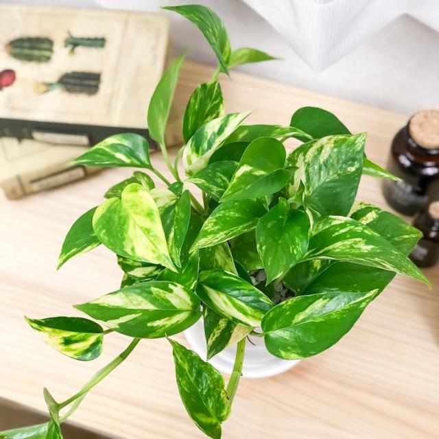 観葉植物 ポトス 3種セット ゴールデン ライム マーブルクイーン 4号鉢 受け皿付き Epipremnum Pinnatum エピプレムナムの通販はau Pay マーケット 観葉植物専門店 プランチュ