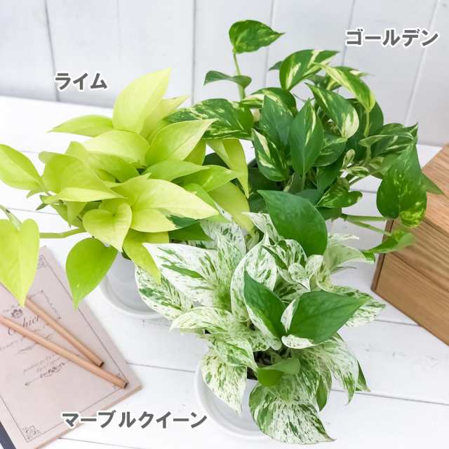 観葉植物 ポトス 3種セット ゴールデン ライム マーブルクイーン 4号鉢 