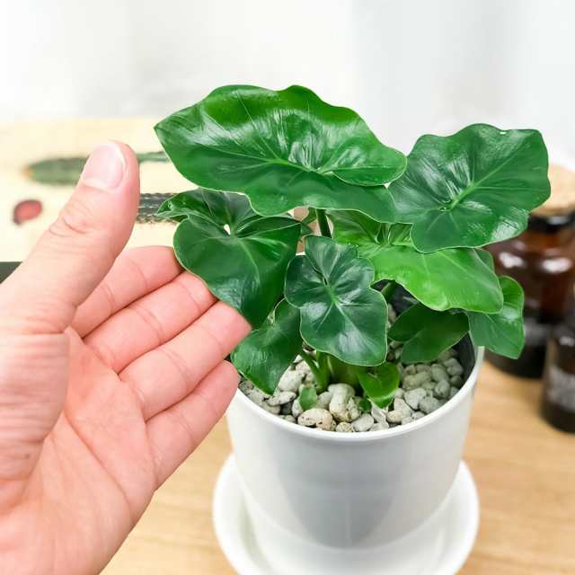 観葉植物 フィロデンドロン セローム スーパーアトム 4号鉢 受け皿付き