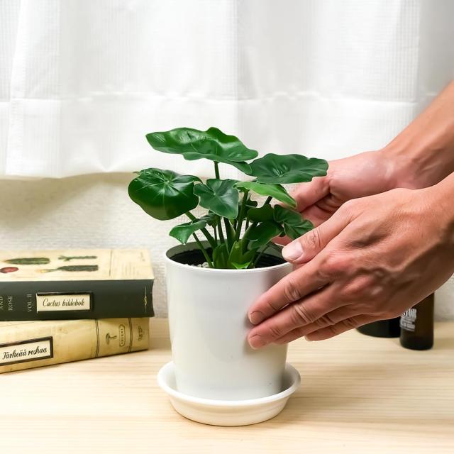 観葉植物 フィロデンドロン セローム スーパーアトム 4号鉢 受け皿付き 育て方説明書付き Philodendron Selloum コンパクト 矮性品種 大の通販はau Pay マーケット 観葉植物専門店 プランチュ