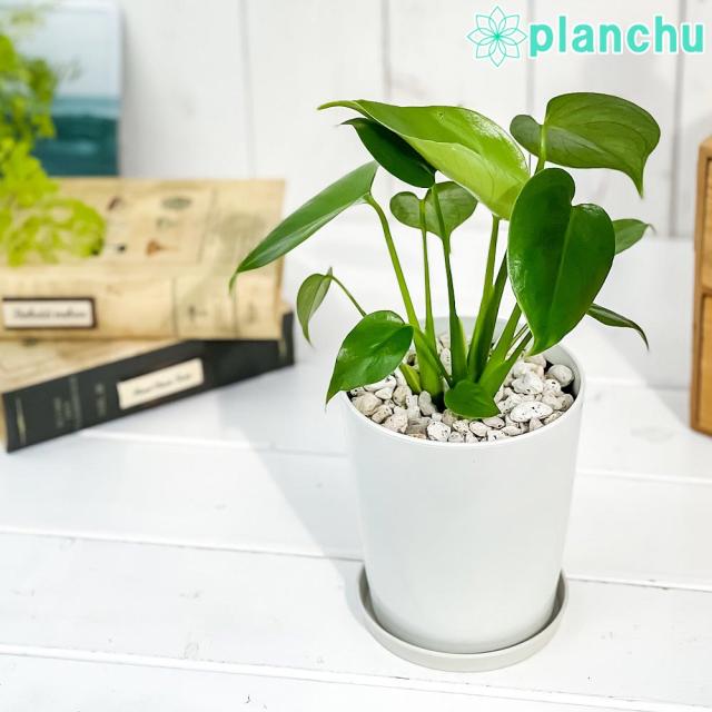 PLANCHU 観葉植物 モンステラ 4号鉢 受け皿付き 育て方説明書付き 