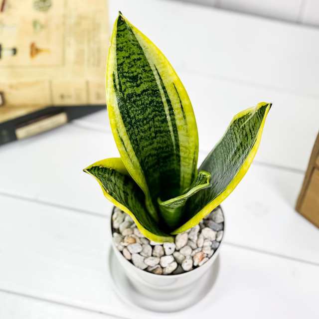 観葉植物 サンセベリア スパーバ 3.5号鉢 受け皿付き 育て方説明書付き Sansevieria trifasciata cv. 多肉植物  サンスベリア ローレンチの通販はau PAY マーケット - 観葉植物専門店 プランチュ