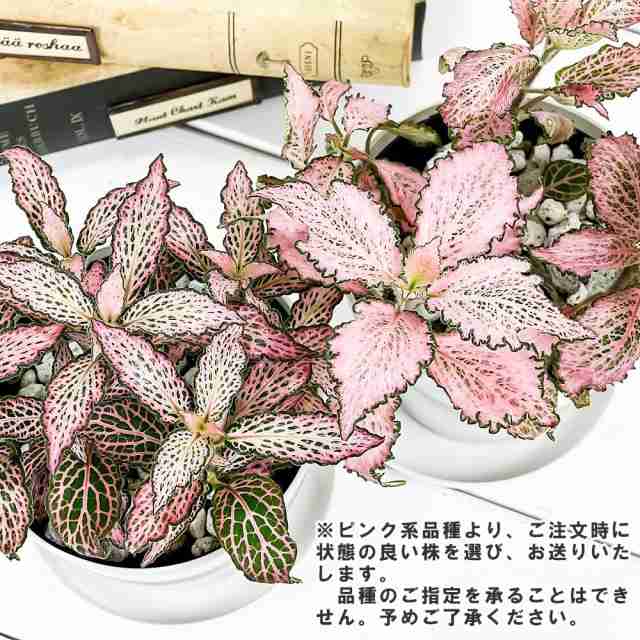 日本産 観葉植物 3.5号鉢 受け皿付き peperomioides 育て方説明書付き Pilea パンケーキプランツ