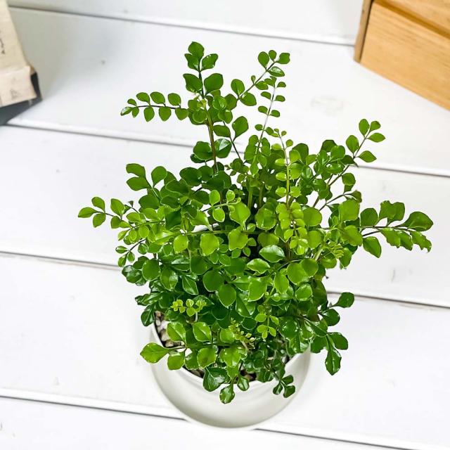 観葉植物 シマトネリコ 3 5号鉢 3鉢セット 受け皿付き 育て方説明書付き Fraxinus Griffithii 苗 苗木 株立ちの通販はau Pay マーケット 観葉植物専門店 プランチュ