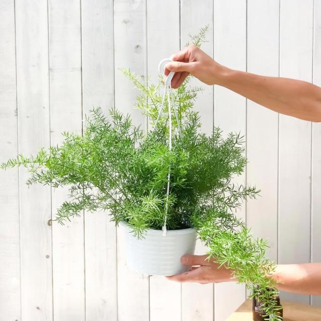 観葉植物 アスパラガス スプレンゲリー 6号吊り鉢 育て方説明書付き Asparagus Densiflorus Sprengeri スギノハカズラの通販はau Pay マーケット 観葉植物専門店 プランチュ