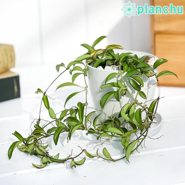 観葉植物 ホヤ ザンバレス 3 5号鉢 受け皿付き 育て方説明書付き Hoya Zambales 多肉植物 ガガイモの通販はau Pay マーケット 観葉植物専門店 プランチュ