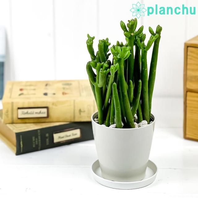 多肉植物 ユーフォルビア セドロルム 3 5号鉢 受け皿付き Euphorbia Cedrorum オンコクラータ 観葉植物の通販はau Pay マーケット 観葉植物専門店 プランチュ 多肉植物 ユーフォルビア セドロルム 3 5号鉢 受け皿付き Euphorbia Cedrorum オンコクラータ 観葉植物の通販はau Pay マーケット 観葉植物専門店 プランチュ