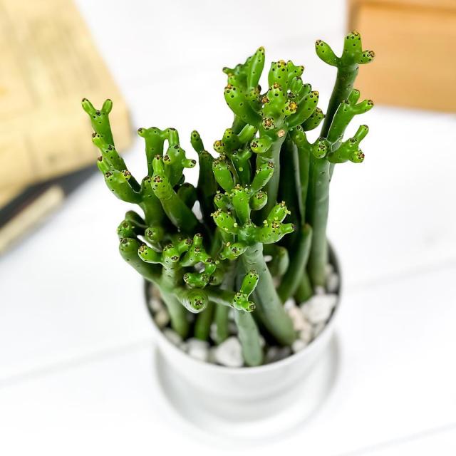 多肉植物 ユーフォルビア セドロルム 3 5号鉢 受け皿付き Euphorbia Cedrorum オンコクラータ 観葉植物の通販はau Pay マーケット 観葉植物専門店 プランチュ