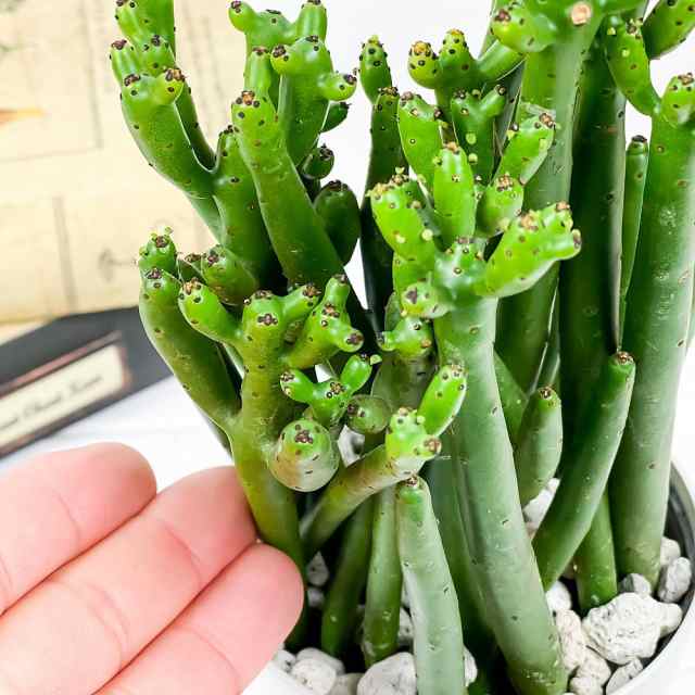 多肉植物 ユーフォルビア セドロルム 3 5号鉢 受け皿付き Euphorbia Cedrorum オンコクラータ 観葉植物の通販はau Pay マーケット 観葉植物専門店 プランチュ