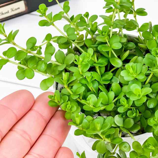 観葉植物 ペペロミア デピーナ 3.5号鉢 受け皿付き 育て方説明書付き Peperomia deppeana アロマペペの通販はau PAY  マーケット - 観葉植物専門店 プランチュ