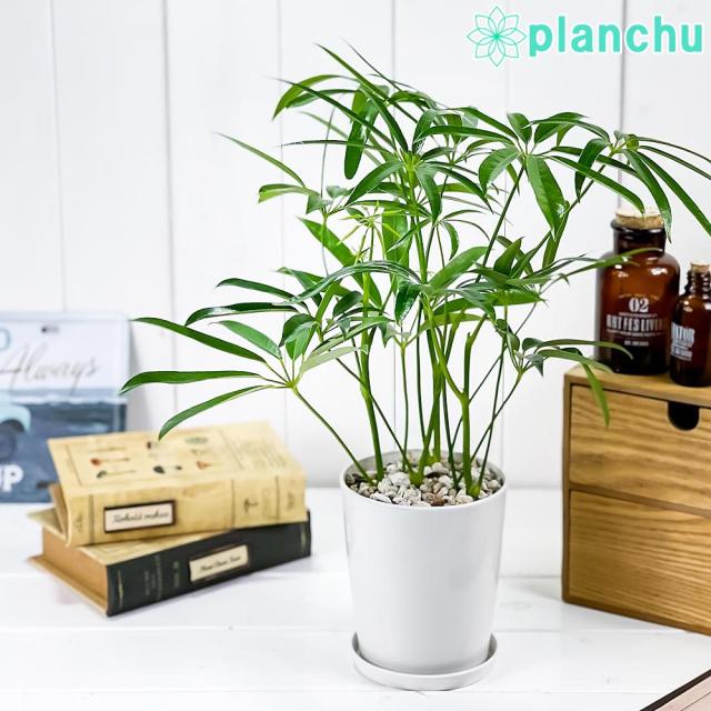 観葉植物 シェフレラ アンガスティフォリア 4号鉢 受け皿付き 育て方説明書付き Schefflera Angustifolia レアの通販はau Pay マーケット 観葉植物専門店 プランチュ