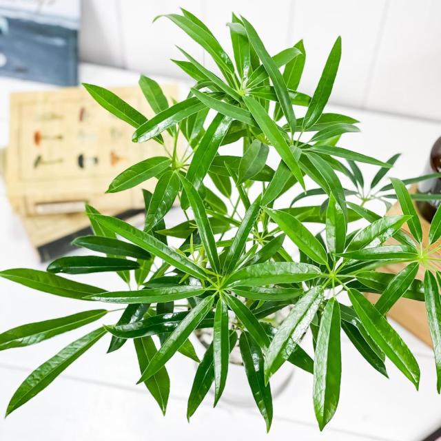 観葉植物 シェフレラ アンガスティフォリア 4号鉢 受け皿付き 育て方説明書付き Schefflera Angustifolia レアの通販はau Pay マーケット 観葉植物専門店 プランチュ