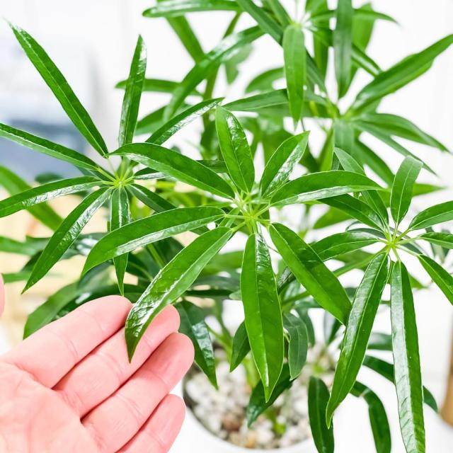 観葉植物 シェフレラ アンガスティフォリア 4号鉢 受け皿付き 育て方説明書付き Schefflera Angustifolia レアの通販はau Pay マーケット 観葉植物専門店 プランチュ