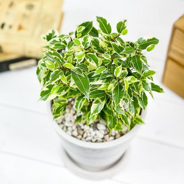 観葉植物 フィカス ベンジャミン ラブリー 5号樹脂鉢 ホワイト 受け皿付き 育て方説明書付き Ficus Benjamina Lovely 幸運を 呼ぶ木 の通販はau Pay マーケット 観葉植物専門店 プランチュ