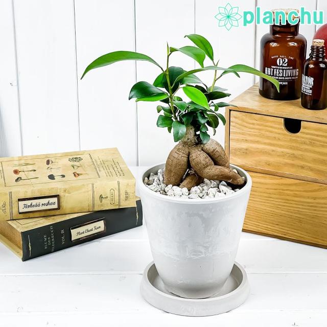 観葉植物 ガジュマル 4号樹脂鉢 ホワイト 受け皿付き 育て方説明書付き Ficus Microcarpa フィカス ミクロカルパ 精霊の宿る木の通販はau Pay マーケット 観葉植物専門店 プランチュ