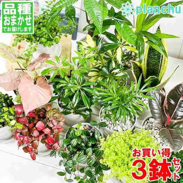 観葉植物 お試しミニ観葉 3種セット 品種おまかせ 3 5号鉢 受け皿付き 育て方説明書付きの通販はau Pay マーケット 観葉植物専門店 プランチュ