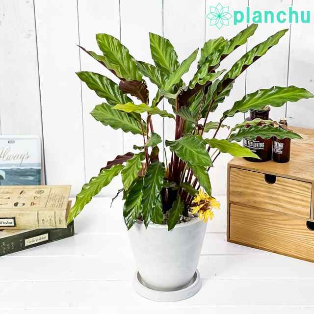 観葉植物 カラテア ルフィバルバ 5号樹脂鉢 ホワイト 受け皿付き 育て方説明書付き Calathea Rufibarba 希少 レアの通販はau Pay マーケット 観葉植物専門店 プランチュ