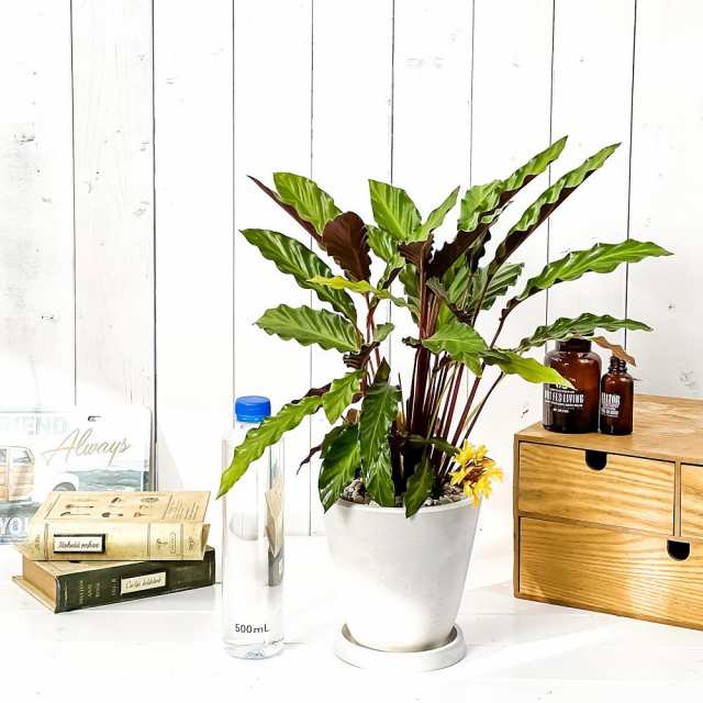 観葉植物 カラテア ルフィバルバ 5号樹脂鉢 ホワイト 受け皿付き 育て方説明書付き Calathea Rufibarba 希少 レアの通販はau Pay マーケット 観葉植物専門店 プランチュ