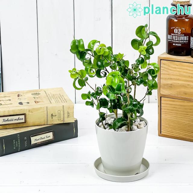 観葉植物 フィカス ベンジャミン バロック 3 5号鉢 受け皿付き 育て方説明書付き Ficus Benjamina Barok 幸運を呼ぶ木 ゴムノキ ゴムの通販はau Pay マーケット 観葉植物専門店 プランチュ