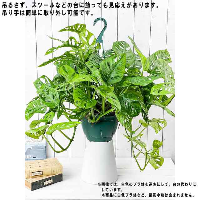 観葉植物 マドカズラ モンステラ フリードリヒスターリー 7号吊り鉢