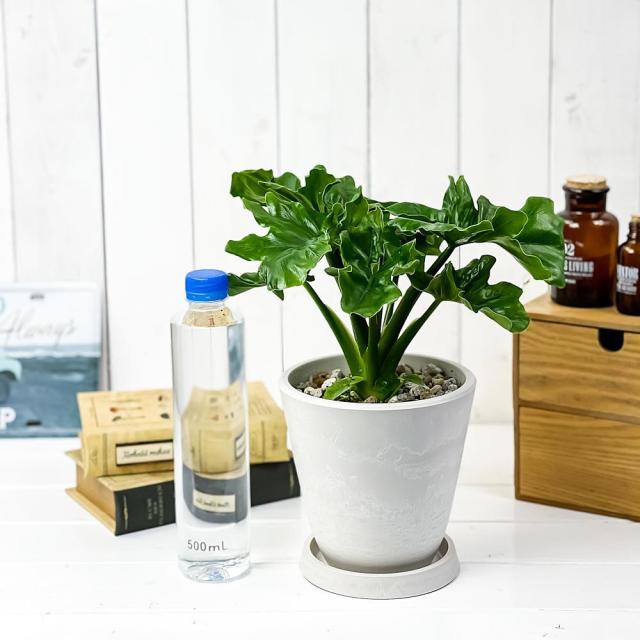 観葉植物 フィロデンドロン セローム スーパーアトム 5号樹脂鉢 ホワイト 受け皿付き 育て方説明書付き Philodendron Selloum Cv 希少 の通販はau Pay マーケット 観葉植物専門店 プランチュ
