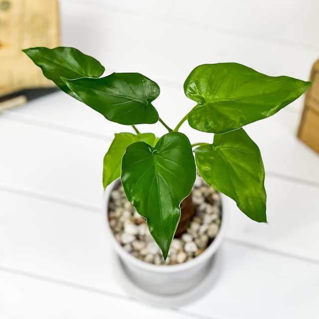 超新作 観葉植物 アロカシア シマクワズイモ 3 5号鉢 受け皿付き 育て方説明書付き Alocasia Cucullata アロイド 希少 レア 珍しい