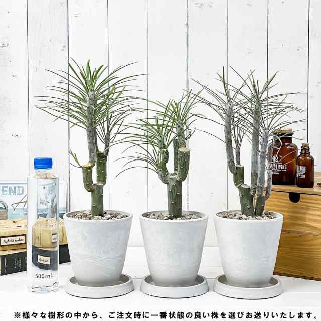 観葉植物 モンキーツリー 4号樹脂鉢 ホワイト 受け皿付き 育て方説明書付き Senecio Kleinia Neriifolia セネシオ クレイニア 天竜 多肉の通販はau Pay マーケット 観葉植物専門店 プランチュ