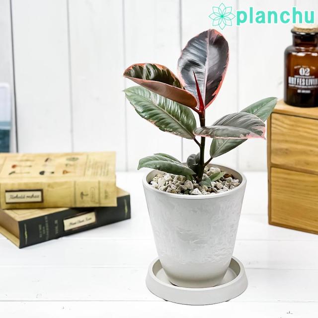 観葉植物 フィカス ルビー 4号樹脂鉢 ホワイト 受け皿付き 育て方説明書付き Ficus Elastica Ruby ゴムノキ ゴムの木 インドゴムノキの通販はau Pay マーケット 観葉植物専門店 プランチュ