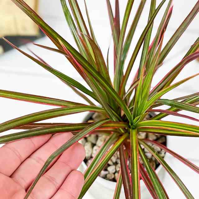 観葉植物 ドラセナ マルギナータ レインボー 3 5号鉢 受け皿付き 育て方説明書付き Dracaena Marginata Rainbow 真実の木 マジナータの通販はau Pay マーケット 観葉植物専門店 プランチュ