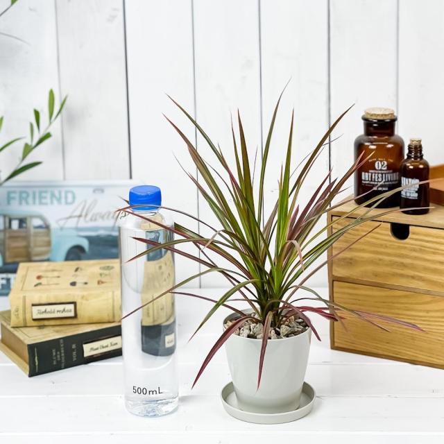 観葉植物 ドラセナ マルギナータ レインボー 3 5号鉢 受け皿付き 育て方説明書付き Dracaena Marginata Rainbow 真実の木 マジナータの通販はau Pay マーケット 観葉植物専門店 プランチュ