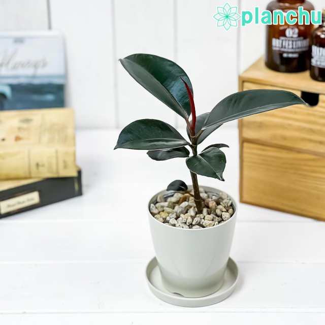 観葉植物 フィカス バーガンディ 3 5号鉢 受け皿付き 育て方説明書付き Ficus Elastica Burgundy ゴムノキ ゴムの木 インドゴムノキ の通販はau Pay マーケット 観葉植物専門店 プランチュ