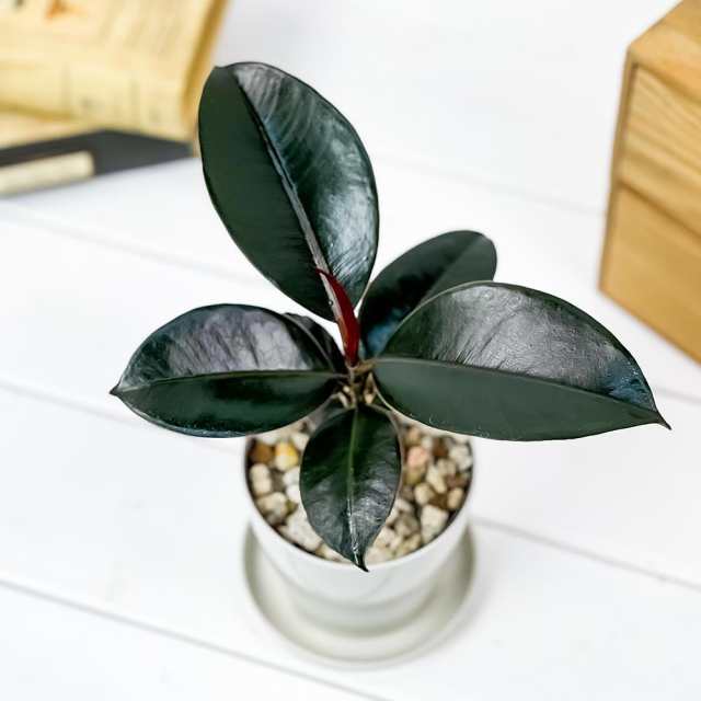 観葉植物 フィカス バーガンディ 3 5号鉢 受け皿付き 育て方説明書付き Ficus Elastica Burgundy ゴムノキ ゴムの木 インドゴムノキ の通販はau Pay マーケット 観葉植物専門店 プランチュ