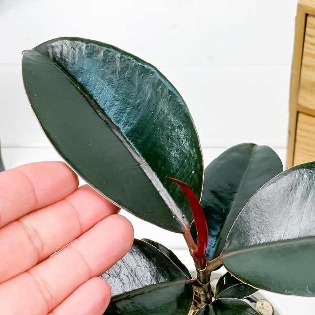 観葉植物 フィカス バーガンディ 3 5号鉢 受け皿付き 育て方説明書付き Ficus Elastica Burgundy ゴムノキ ゴムの木 インドゴムノキ の通販はau Pay マーケット 観葉植物専門店 プランチュ