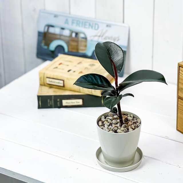 観葉植物 フィカス バーガンディ 3 5号鉢 受け皿付き 育て方説明書付き Ficus Elastica Burgundy ゴムノキ ゴムの木 インドゴムノキ の通販はau Pay マーケット 観葉植物専門店 プランチュ