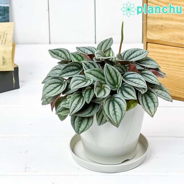 観葉植物 ペペロミア ナポリナイツ 3 5号鉢 受け皿付き 育て方説明書付き Peperomia Cv 希少 レアの通販はau Pay マーケット 観葉植物専門店 プランチュ