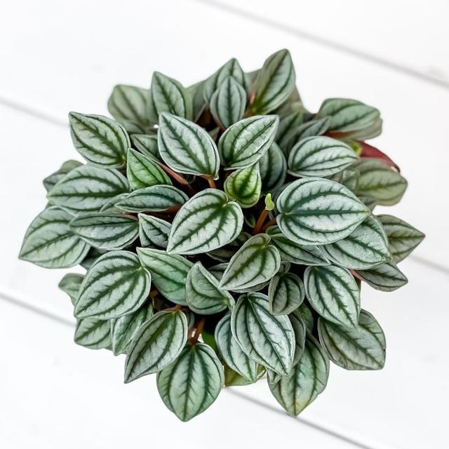 観葉植物 ペペロミア ナポリナイツ 3 5号鉢 受け皿付き 育て方説明書付き Peperomia Cv 希少 レアの通販はau Pay マーケット 観葉植物専門店 プランチュ