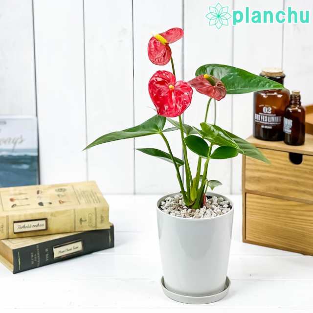 観葉植物 アンスリウム レッド 4号鉢 受け皿付き 育て方説明書付き Anthurium Andraeanum アンスリューム 鉢花の通販はau Pay マーケット 観葉植物専門店 プランチュ