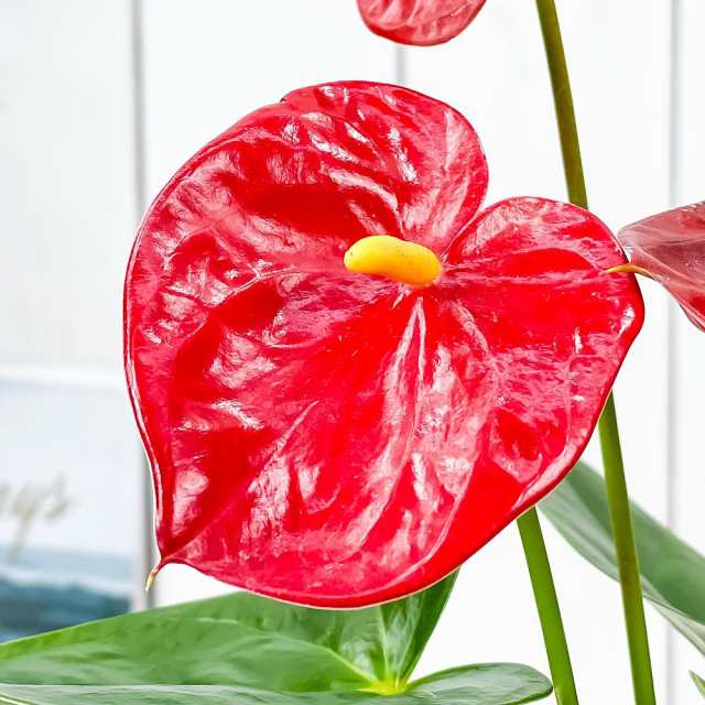 観葉植物 アンスリウム レッド 4号鉢 受け皿付き 育て方説明書付き Anthurium Andraeanum アンスリューム 鉢花の通販はau Pay マーケット 観葉植物専門店 プランチュ